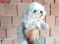 Kar beyaz maltipoo yavrular