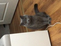 Full şecereli british shorthair oğlumuz dumana eş arıyoruz