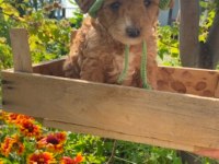Saf kan aşılı bebek gibi poodle yavrular uygun