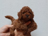 Kore Poodle