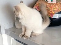 4 aylık blue point kedimiz yeni yuvasını arıyor