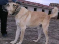 Sivas merkez kangal üretim çiftliği