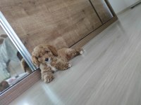 3 aylık dişi poodle