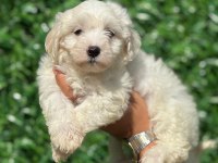 Muhteşem Maltese Terrier Yavrularımız