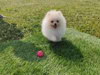 Pomeranian yavrularımız her ile gönderim sağlanır