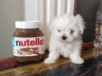 Pamuk maltese yumakları sizleri bekliyor