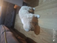 Golden retriever iki aylık erkek aşıları yapılmış