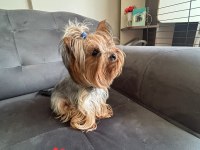 Yorkshire terrier erkek yavrumuz