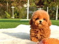 KOREAN TOY POODLE YAVRULARIM
