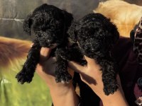 Siyah toy poodle bebekler ruhsatlı çiftlik 