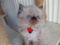 SAFKAN İRAN KEDİSİ YAVRULARI