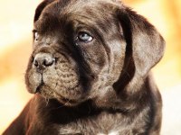 Blue/Siyah Cane Corso Yavrular