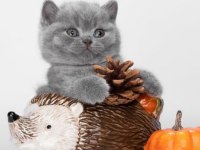 British shorthair kedileri