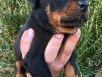 A kalite doberman yavrular