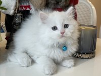 Erkek British Longhair Beyaz