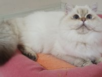 16 aylık aktif şecereli british longhair
