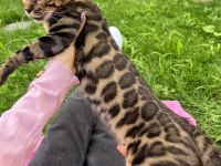 Erkek Bengal Kedisi Secereli ve Faturalı