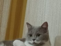 MİNİK BRİTİSH SHORTHAİR BETAMIZ YENİ YUVASINI ARIYOR