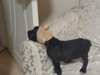Cane corso köpeğimiz ile ilgilenenler ulaşabilir