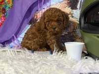 Erkek / Dişi Toy Poodle