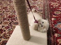 British Longhair ve Scottish fold kırması