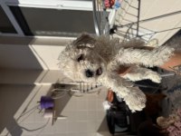 Çok uygun acil poodle