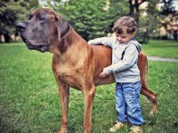 DANUA GREAT DANE YAVRULARI SAFKAN