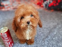 Maltipoo Yavrumuz