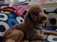 Bakımlı tef brown toy poodle