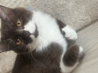 Çikolata bicolor erkek kedimiz
