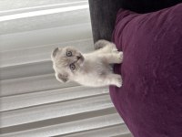 Pamuk Gibi Scottish Fold