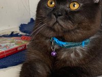 Siyah british shorthair zor bulunur