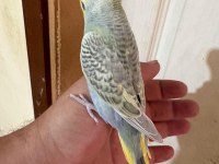 31 GÜNLÜK ÇEKOSLOVAK BEBEK MUHABBET KUŞU