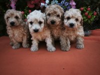 toy poodle ayarında maltipoo bebekler