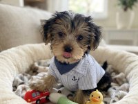 Çok oyuncu sevecen yavru köpekler