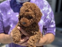 Ankaranın en kaliteli toy poodle yavruları