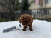 Kore ve toy poodle teacup bebekler