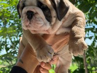 ÜST DÜZEY İNGİLİZ BULLDOG YAVRULAR
