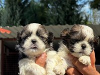 Shih-Tzu yavruları