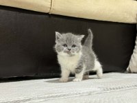British Longhair Ve Shorthair