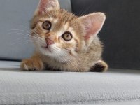 FEL12 KEDİMİZ YUVASINI ARIYOR