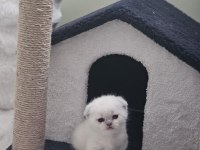 0-3 aylık scottish fold