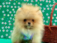Safkan pomeranian bol yavrular