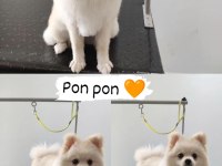 Pomeranian boo oyuncu köpeğimiz