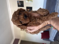 Sağlık ırk garantili Poodle