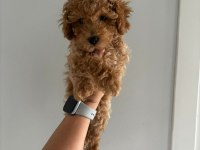 Teacup dişi Kore poodle