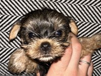 3 Çiçek 1 Böcek Köpeklerimiz