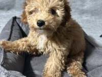 3 aylık yavru poodle