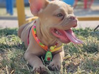 EFSANE ANATOMİ FRENCH BULLDOG