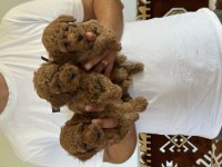 Sağlıklı orjinal poodle köpekler